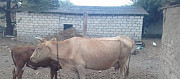 Продаётся корова с телёнком Павлодольская