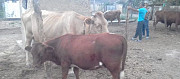 Продаётся корова с телёнком Павлодольская