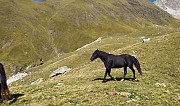 Лошадь Кашхатау