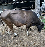 Корова с теленком Карачаевск