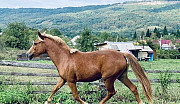 Лошадь Ростов-на-Дону