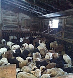 Овцы Нижегородская область