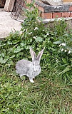 Кролики Башкортостан (Башкирия)