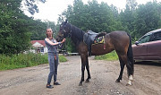 Лошадь Москва