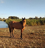 Продаётся лошадь Городовиковск