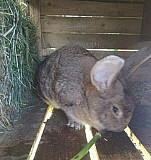 Продаются Кролики породы калифорнийской, ризен и п Вербилки