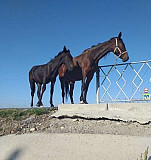 Лошадь Черкесск