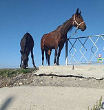 Лошадь Черкесск