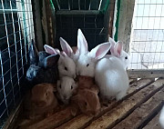 Кролики Псков