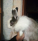 Кролик Елабуга