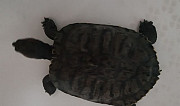 Черепаха Калуга
