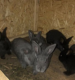 Кролики с клеткой Челябинск
