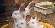Кролики мясных пород Петрозаводск