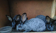 Кролик Барнаул