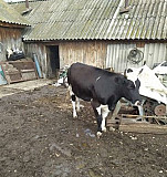 Корова Кузоватово