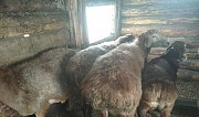 Овцы эдильбаевские Мелеуз