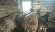 Овцы эдильбаевские Мелеуз
