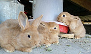 Кролики много Волгодонск