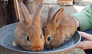 Кролики Новоаннинский