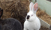 Кролики Новоаннинский