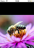 Пчелы и пчелопакеты Кирсанов