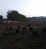 Овцы и телята Абадзехская
