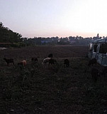 Овцы и телята Абадзехская