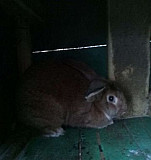 Кролик Зеленокумск