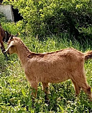 Зааненские и нубийский козлята Гуково