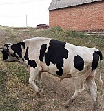 Корова Каменск-Шахтинский