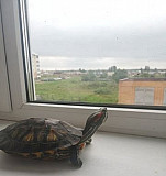 Красноухие черепахи Новомосковск