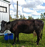 Корова Полесск