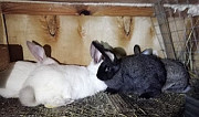 Кролики на продажу живьём и мясом Воскресенск