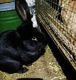 Кролики на продажу живьём и мясом Воскресенск