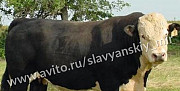 Телята бычки мясные для откорма Егорлыкская