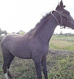 Лошадь кобылка Красногорский