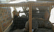 Кролики Таганрог