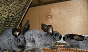 Кролики породы серебро Магнитогорск