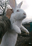 Кролики Белая Глина