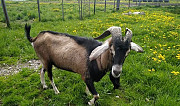 Англо-Нубийский козел Плюсса