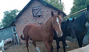 Лошадь Ростовская область