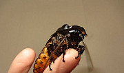Мадагаскарские тараканы Новомосковск