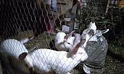 Продам кролей Симферополь