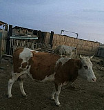 Коровы Приморск