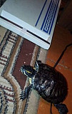 Две красноухие черепахи,вместе с аквариумом 2 т.р Калуга