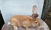 Кролик Кашира