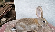 Кролик Кашира