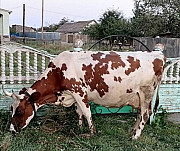Продаётся корова Жуковка