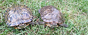 Красноухие черепахи Верещагино