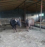 Буйвалы скот Новый Сулак